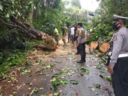 Cuaca Ekstrim Mengakibatkan Pohon dan Tiang listrik Tumbang di Desa Padangbulia